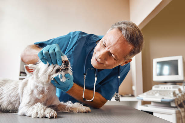 Best Emergency Dental Care for Trauma or Injury in Wesson, MS